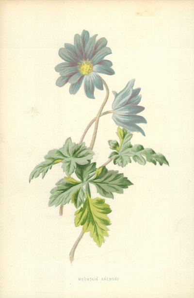 Fjellanemone av Frederick Edward Hulme
