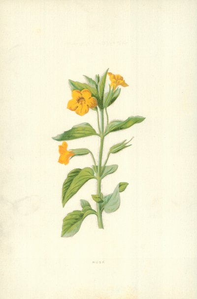 Musk av Frederick Edward Hulme