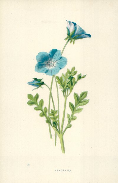 Nemophila av Frederick Edward Hulme