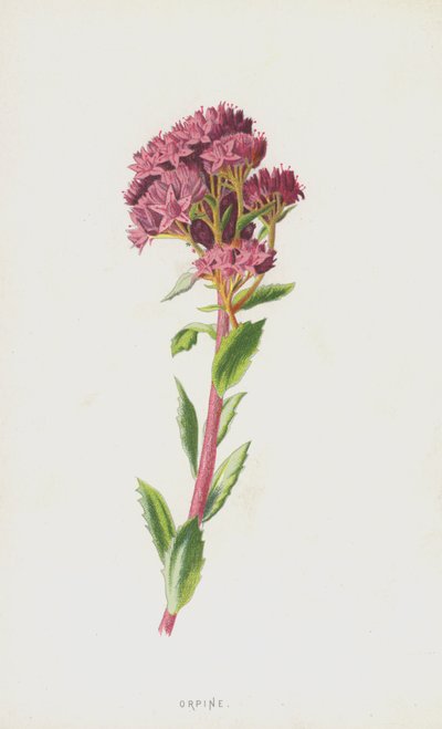 Orpine (chromolitho) av Frederick Edward Hulme
