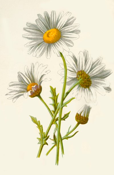 Ox-Eye Daisy, 1877. av Frederick Edward Hulme