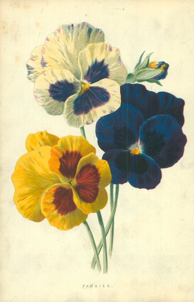 Stemorblomster av Frederick Edward Hulme