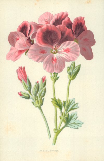 Pelargonium av Frederick Edward Hulme