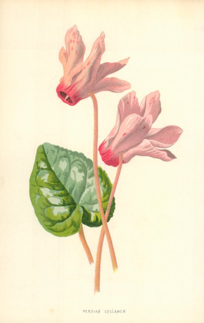 Persisk Cyclamen av Frederick Edward Hulme