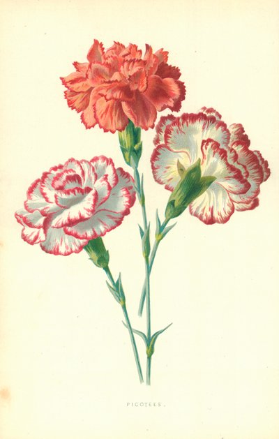 Pikoteer av Frederick Edward Hulme