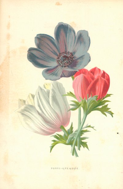 Valmue-anemone av Frederick Edward Hulme
