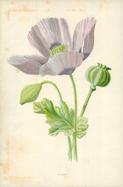 Valmue av Frederick Edward Hulme
