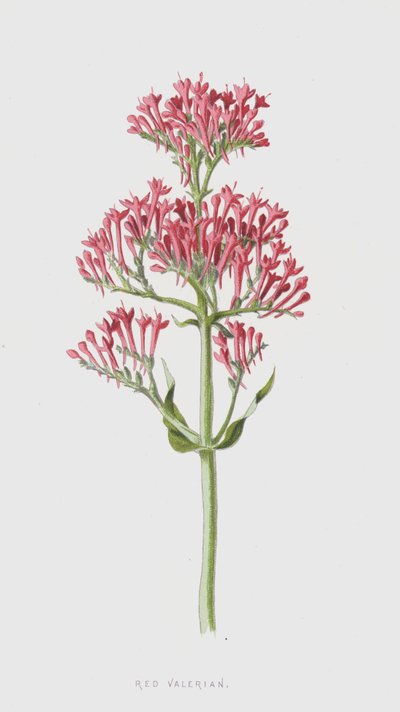 Rød valerian (chromolitho) av Frederick Edward Hulme