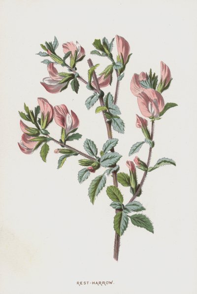 Rest-Harrow (chromolitho) av Frederick Edward Hulme