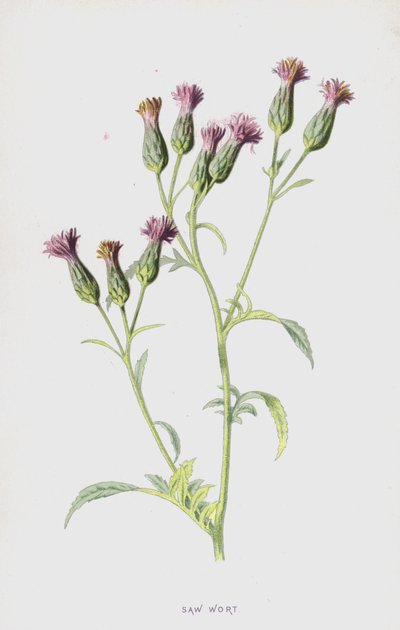 Sagurt (chromolitho) av Frederick Edward Hulme