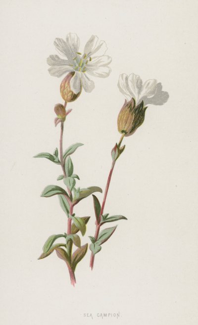 Sea Campion (chromolitho) av Frederick Edward Hulme