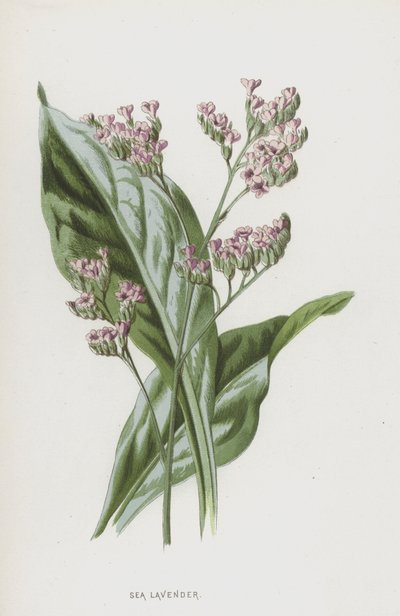 Sjølavendel (chromolitho) av Frederick Edward Hulme
