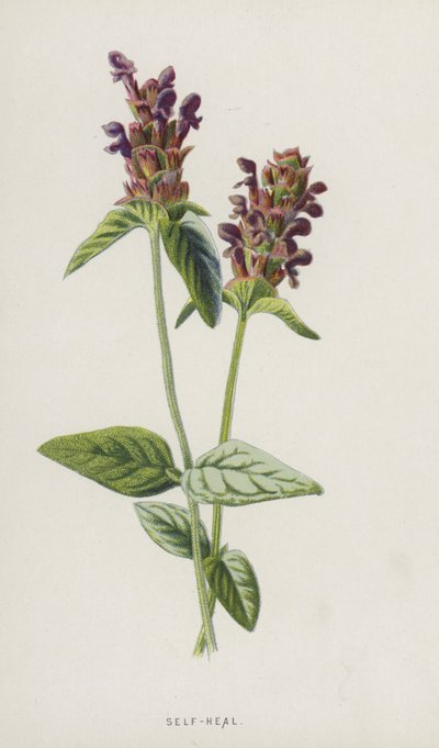 Selvhelbredelse (chromolitho) av Frederick Edward Hulme