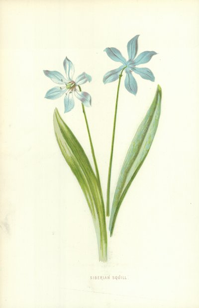 Sibirsk Squill av Frederick Edward Hulme