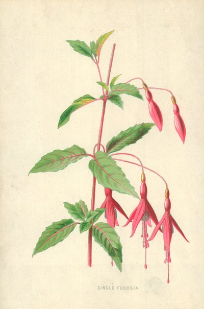 Enkel Fuchsia av Frederick Edward Hulme