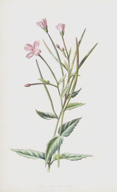 Liten Willow-urt (chromolitho) av Frederick Edward Hulme