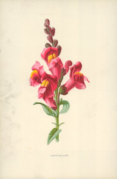Snapdragon av Frederick Edward Hulme