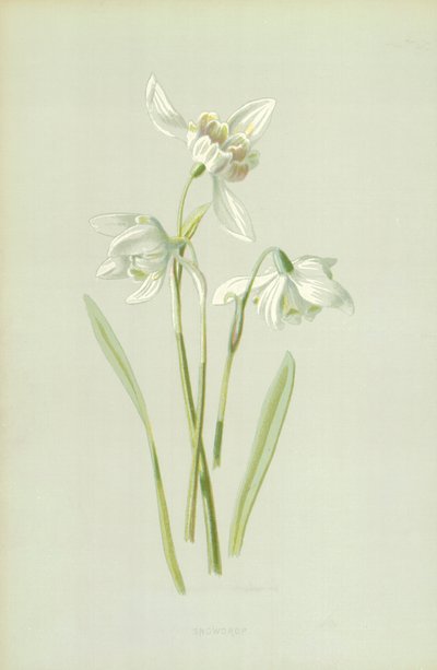 Snøklokke av Frederick Edward Hulme