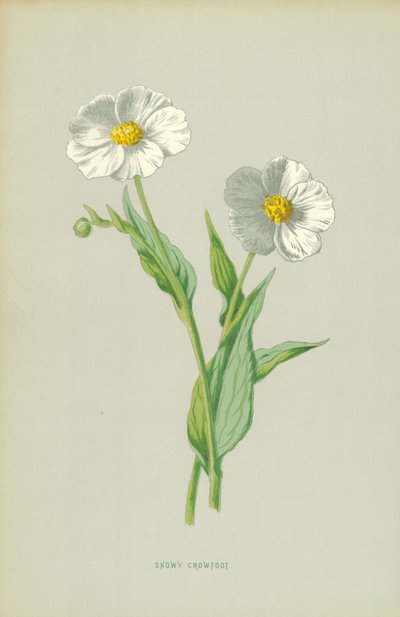 Snøhvit kråkefot av Frederick Edward Hulme