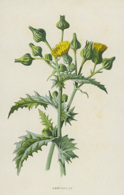 Sowthistle (chromolitho) av Frederick Edward Hulme