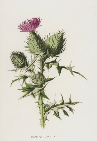 Spear-Plume Thistle (chromolitho) av Frederick Edward Hulme