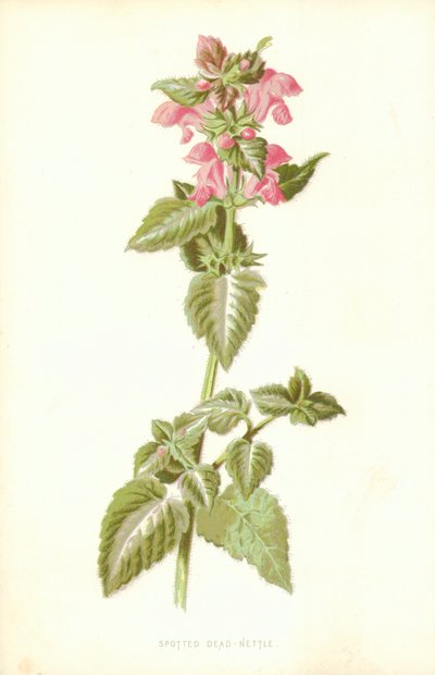 Spotted Dead Nettle av Frederick Edward Hulme