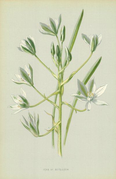 Betlehemsstjerne av Frederick Edward Hulme
