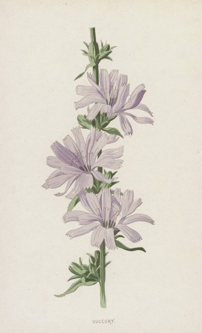Succory (chromolitho) av Frederick Edward Hulme
