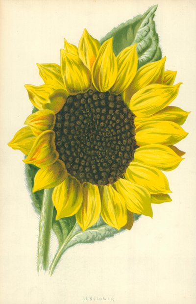 Solsikke av Frederick Edward Hulme