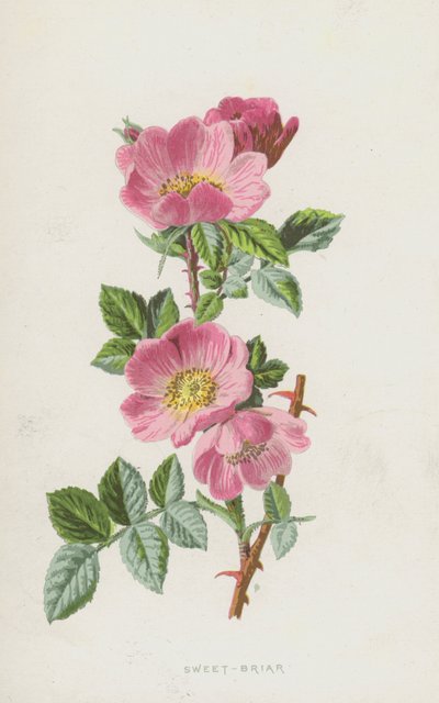 Sweet-Briar (chromolitho) av Frederick Edward Hulme