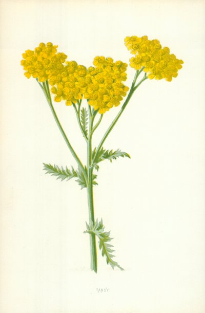 Tansy av Frederick Edward Hulme