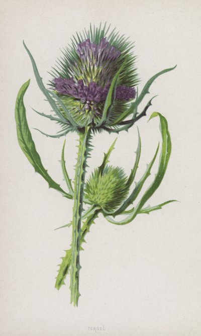 Teasel (chromolitho) av Frederick Edward Hulme