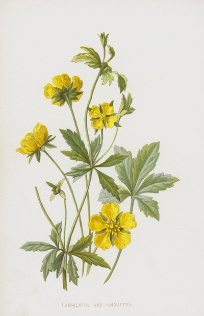 Tormentil og Cinquefoil (chromolitho) av Frederick Edward Hulme