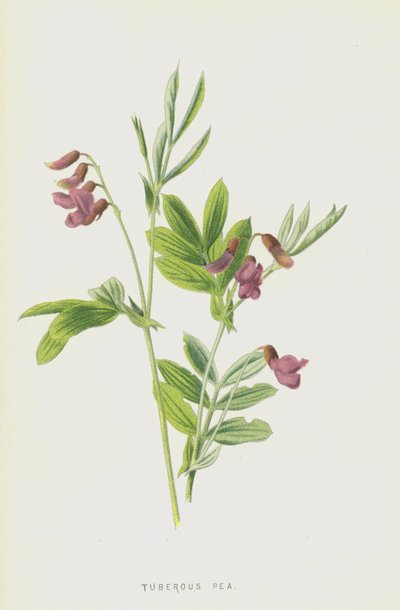 Knollerter (chromolitho) av Frederick Edward Hulme