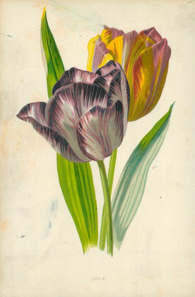 Tulipan av Frederick Edward Hulme