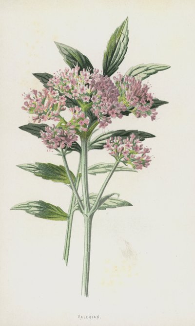 Valerian (chromolitho) av Frederick Edward Hulme