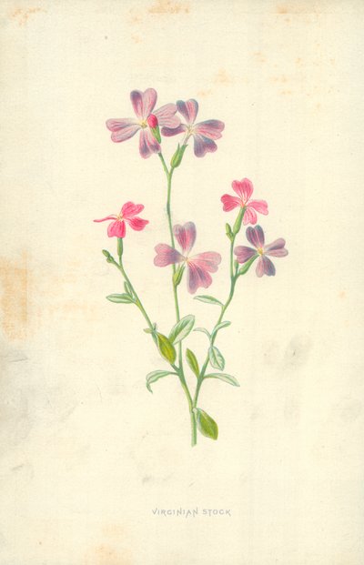 Virginian aksje av Frederick Edward Hulme