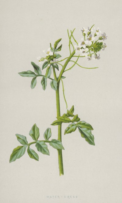 Vannkarse (chromolitho) av Frederick Edward Hulme