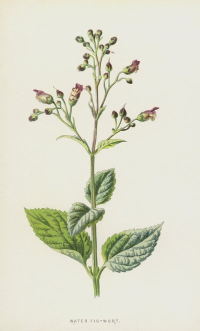Vann fikenurt (chromolitho) av Frederick Edward Hulme