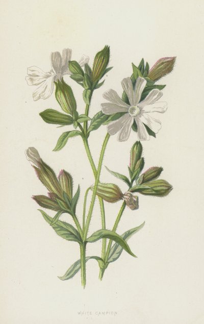 White Campion (chromolitho) av Frederick Edward Hulme