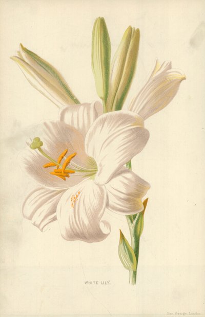 Hvit lilje av Frederick Edward Hulme