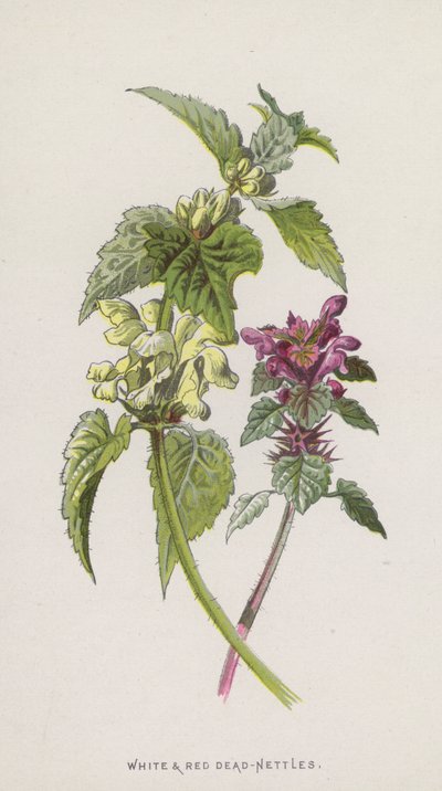 Hvite og røde døde nesler (chromolitho) av Frederick Edward Hulme