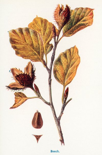  av Frederick Edward Hulme