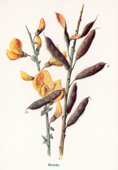  av Frederick Edward Hulme