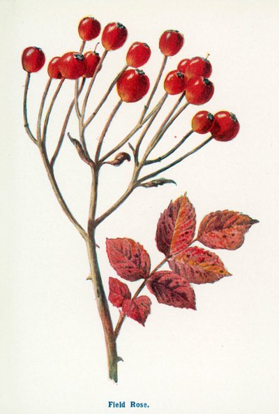  av Frederick Edward Hulme