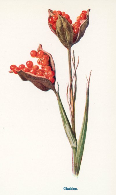  av Frederick Edward Hulme
