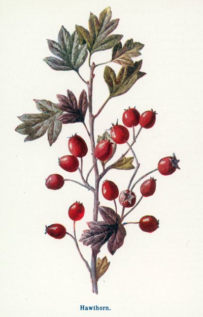  av Frederick Edward Hulme
