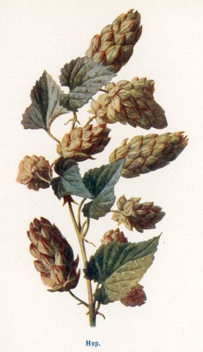  av Frederick Edward Hulme
