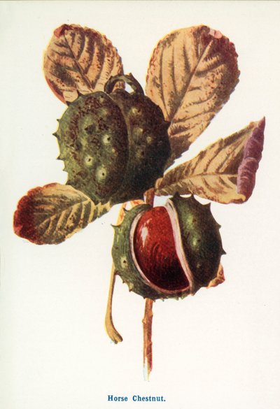  av Frederick Edward Hulme