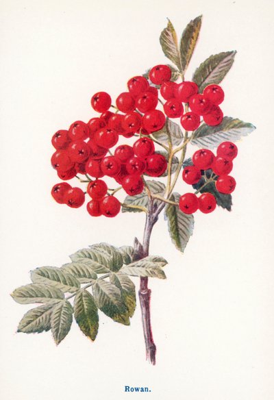  av Frederick Edward Hulme